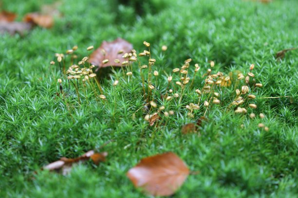 蘑菇与甲虫图片下载