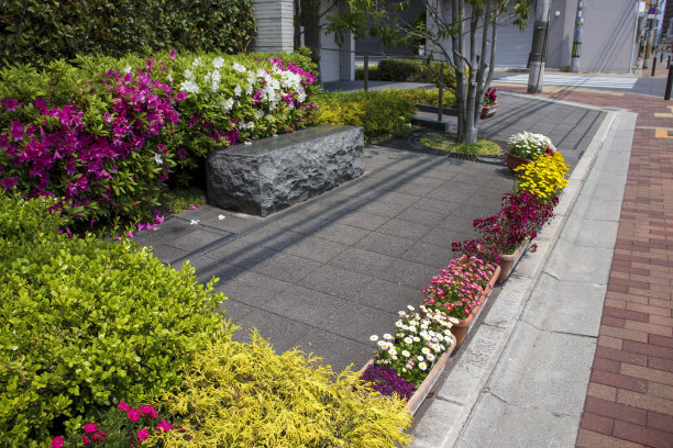 公寓前面的植物图片下载