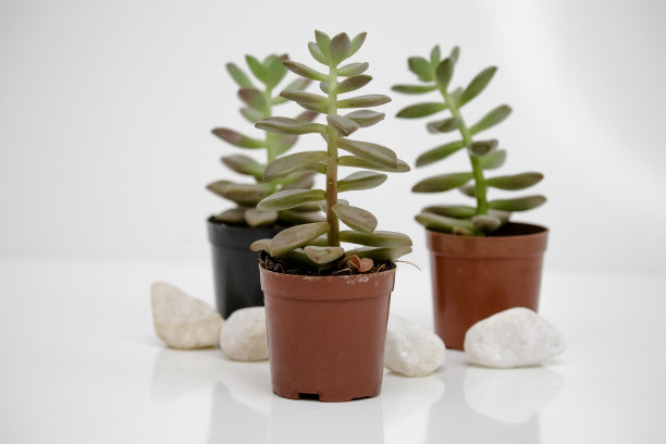 白色背景的多肉植物。图片下载