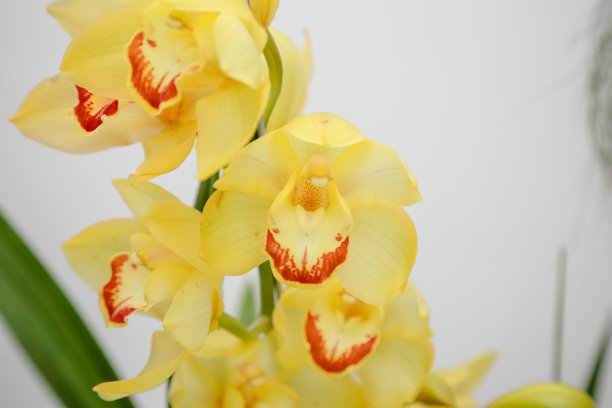 美丽的黄色兰花，在冬天有绿色的叶子。图片下载