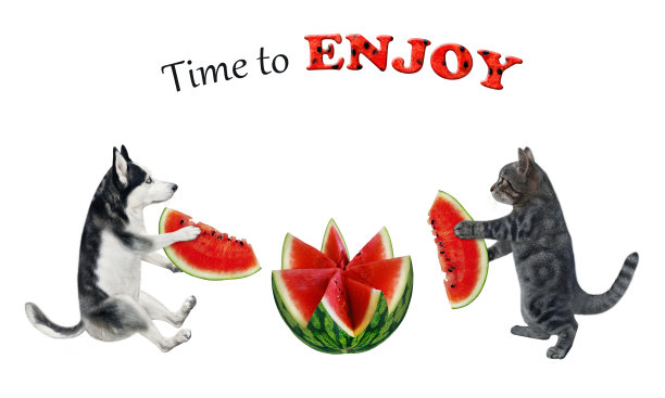 猫灰和狗哈士奇在吃西瓜图片下载