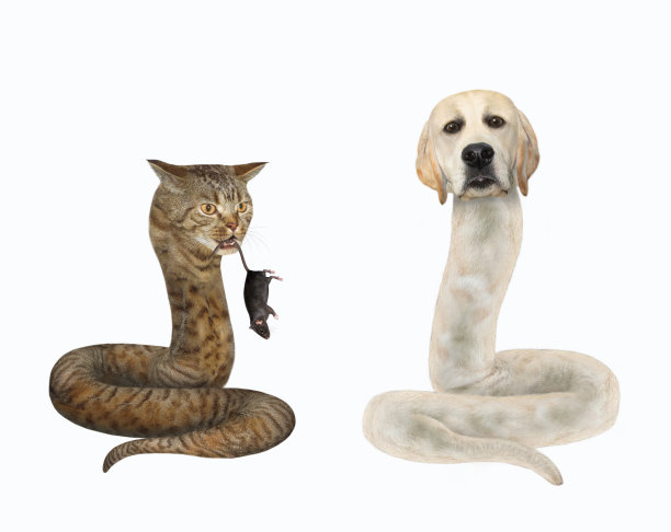 狗是拉布拉多犬，猫是蛇图片下载