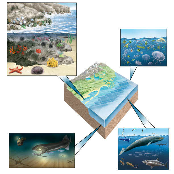 海洋生态系统中的群落:沿岸的、底栖的、远洋的和深海的图片下载