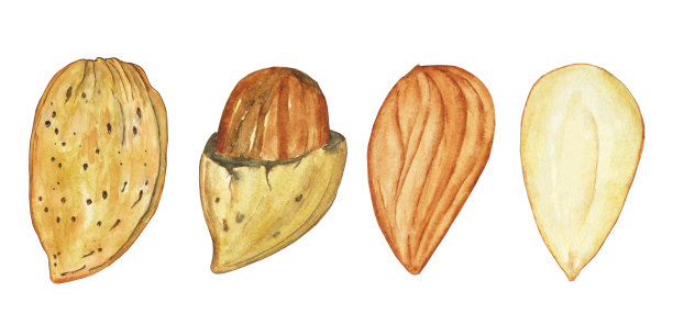 设置杏仁种子与壳，开放和整体孤立在白色背景。手绘胡桃木插图。完美的图案，印刷，菜单设计，食品装饰。图片下载