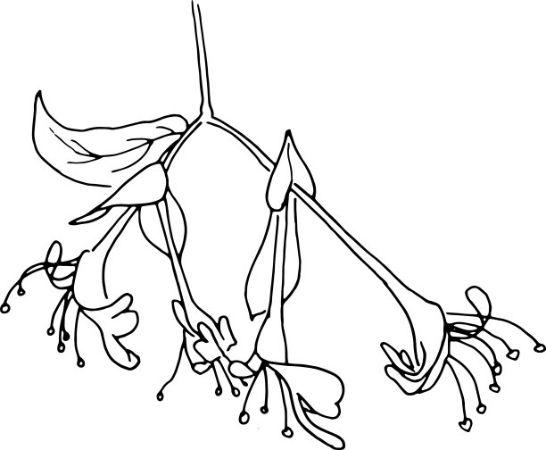白色背景上的干花干草图片下载