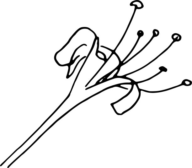 白色背景上的干花干草图片下载