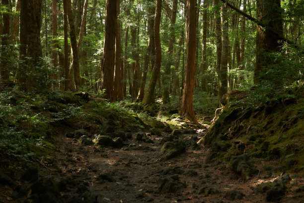 青木原森林，#4图片下载