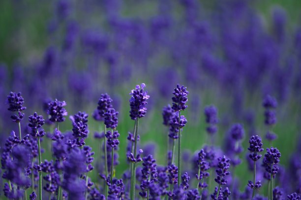 观赏薰衣草田图片下载