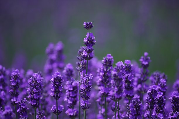 一叠冈天文台的薰衣草田图片下载