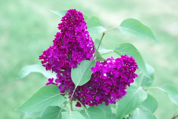 美丽盛开的丁香花图片下载