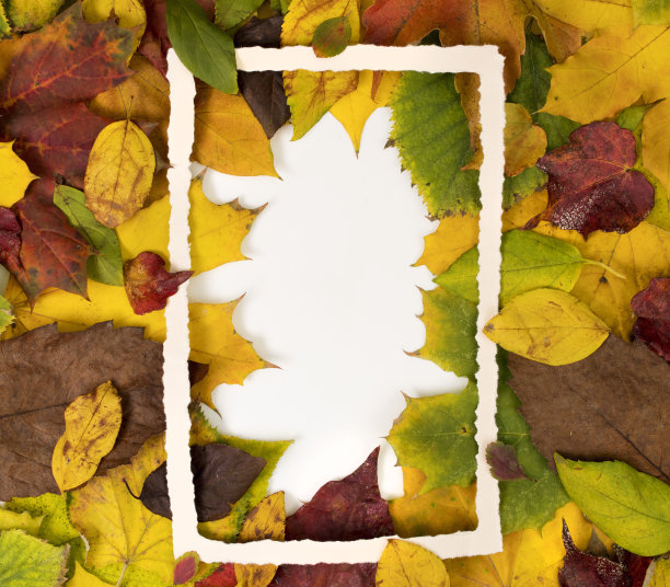 秋天的季节用秋叶布置图片下载