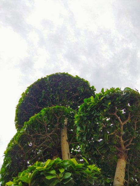 Streblus Asper蘑菇树图片下载