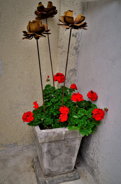 一个水泥花瓶，上面有天竺葵花图片下载