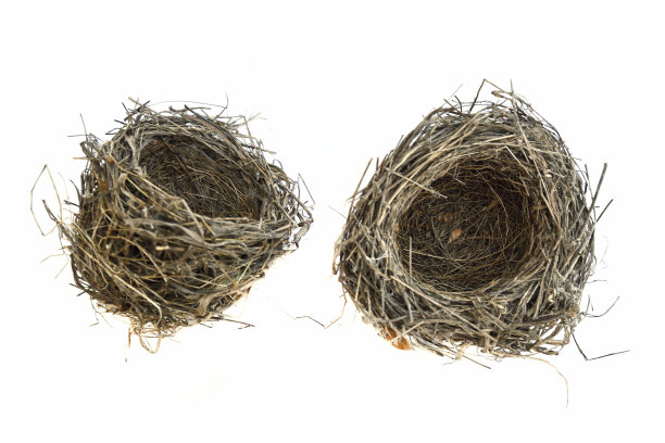 布朗鸟巢图片下载