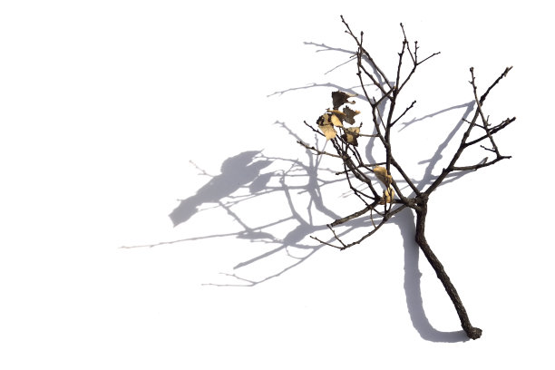 干分支图片下载