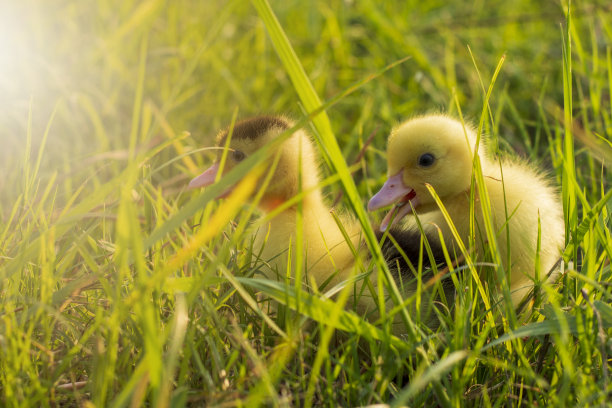 可爱的小鸭子在早上图片下载