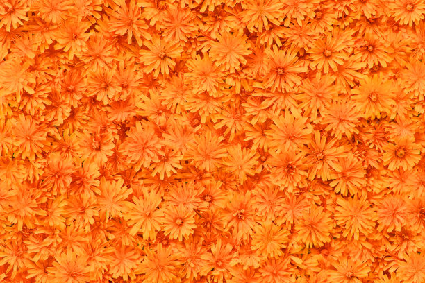 橙色的花朵图案。美丽的大自然夏日背景。图片下载