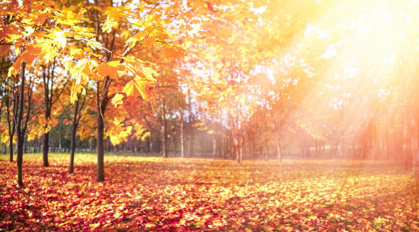 美丽的秋天森林，落叶橙叶和枫树的地毯。图片下载