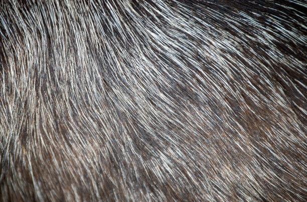 带有散景效果的头发背景。图片下载