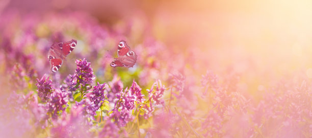 在春天的森林地面上，粉红色开花植物与蝴蝶紧密地铺成地毯图片下载
