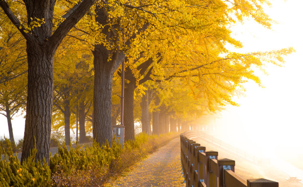 银杏叶呈黄色图片下载