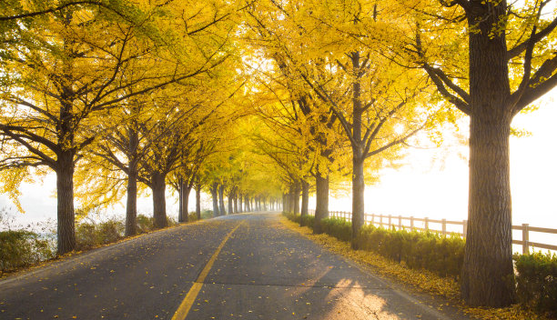 银杏叶呈黄色图片下载