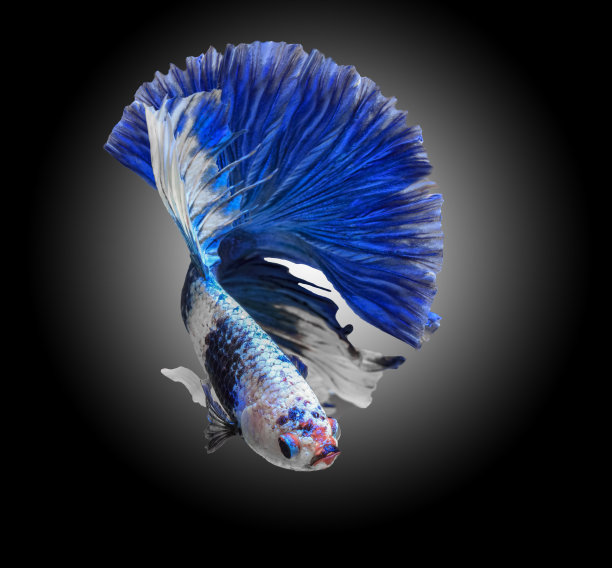 暹罗斗鱼，闪光斗鱼，背景上的蓝色斗鱼。图片下载