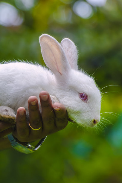 白化兔子特写肖像照片。人与宠物爱的关系概念。图片下载