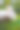 白化兔子特写肖像照片。人与宠物爱的关系概念。图片下载