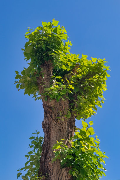 老杨树修剪后的树冠。一棵老杨树在全部修剪后又长出了新的幼枝。图片下载