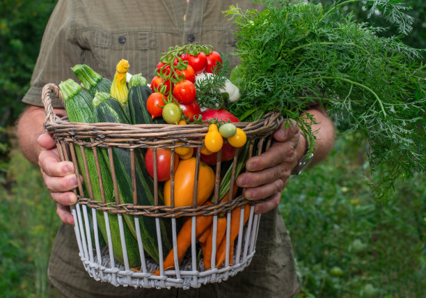 农民双手捧着篮子，里面有新鲜的蔬菜，西葫芦，胡萝卜，西红柿。图片下载