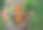 农民双手捧着篮子，里面有新鲜的蔬菜，西葫芦，胡萝卜，西红柿。图片下载