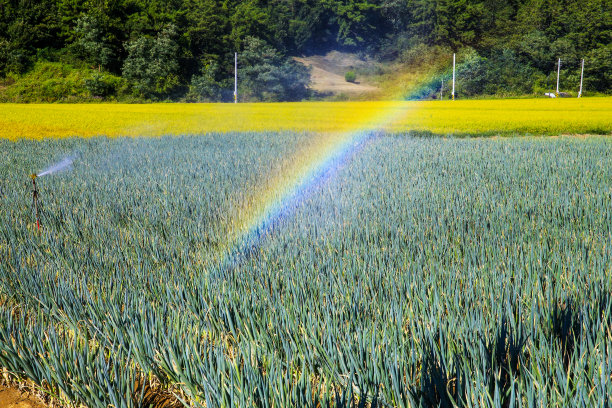 秋天，葱绿的田野风光时，远处的稻子正在成熟发黄图片下载