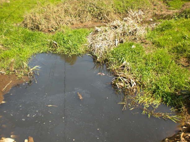 夏天被草地包围的肮脏水坑图片下载