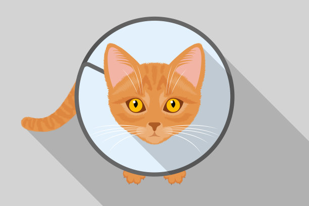 有趣的姜黄色猫戴着保护性的伊丽莎白项圈图片下载