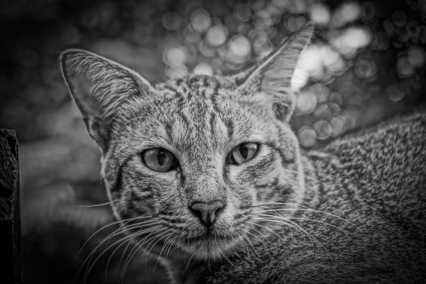 黑白猫图片下载