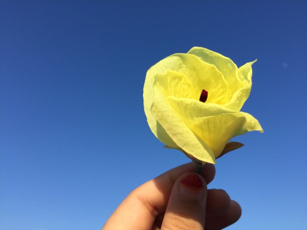 一朵黄色的花在蓝色的天空图片下载