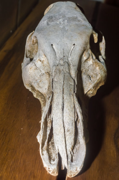 野猪头骨与黑色背景图片下载