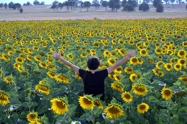 雄性在向日葵地里挥舞着手臂图片下载