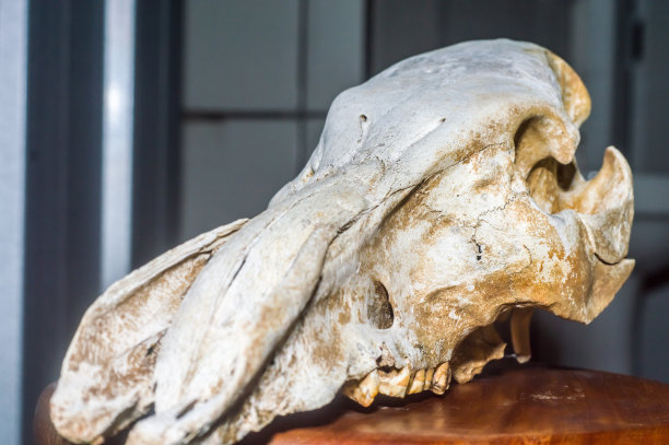 野猪头骨与黑色背景图片下载