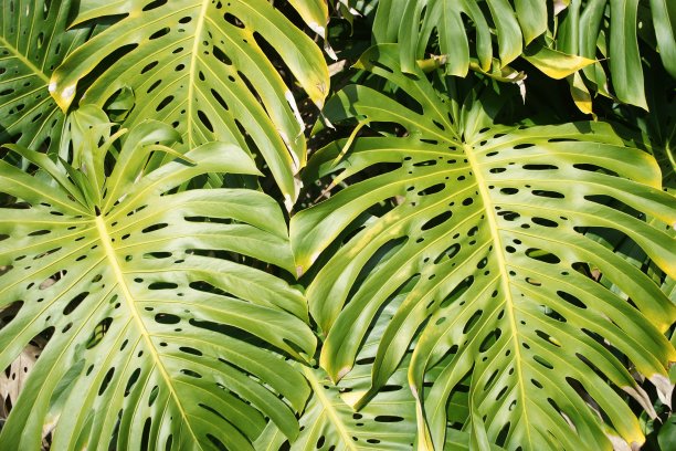 热带植物图片下载