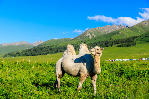 新疆那拉提草原和自然景观中的骆驼。图片下载