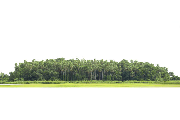 高清晰度树线视图图片下载