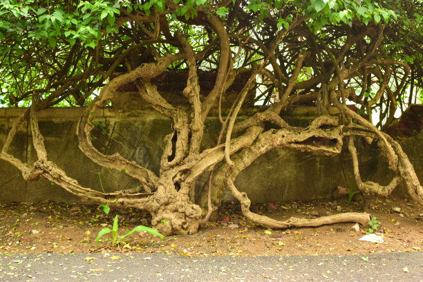 深天然雨林/丛林绿色植物库存照片图片下载
