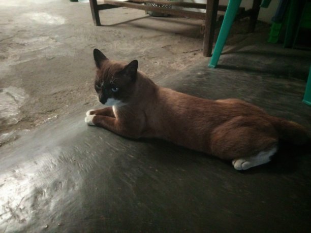 猫的国内图片下载