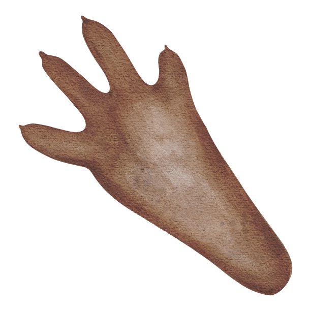 手绘水彩兔爪印的一个森林动物孤立在白色的背景。用于海报，印刷，明信片，卡片，模板，纺织品，织物，图案，贴纸图片下载