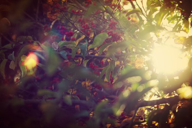 彩色的树图片下载