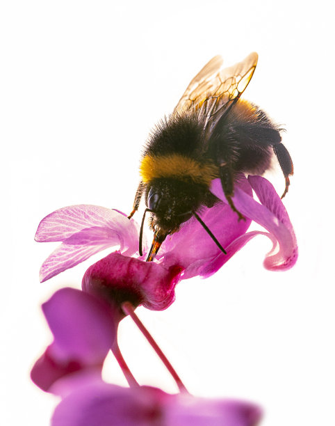 一个模糊bubblebee图片下载