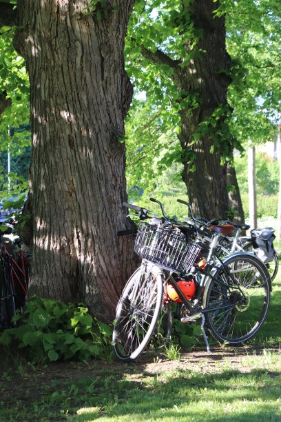 停放在公园里的自行车图片下载