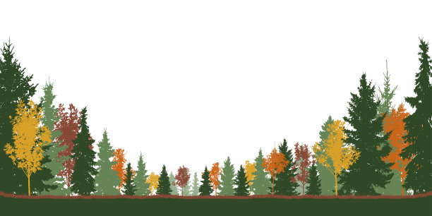 秋天的森林，五颜六色的树木和绿色的云杉树。矢量图图片下载